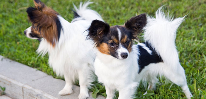 Dogs of breed papillon