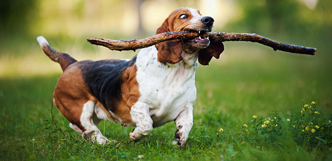 Funny dog Basset hound running with stick