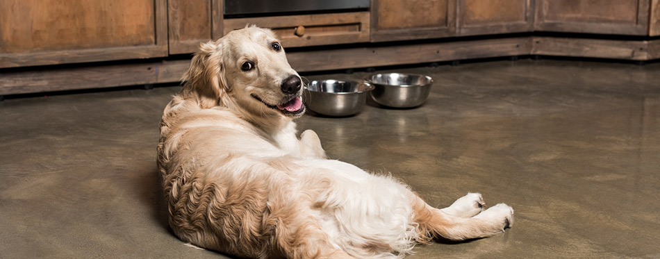 Golden retriever dog