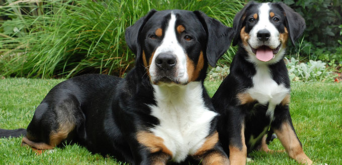 Greater Swiss Mountain Dog, adult and puppy