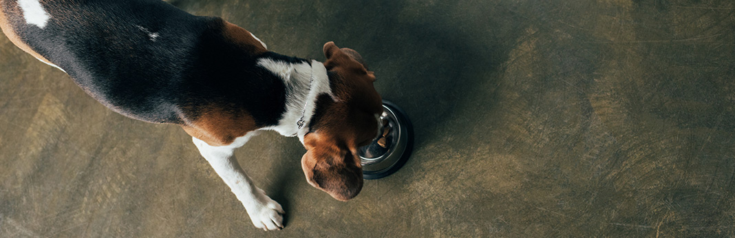 My Dog Eats Too Fast: X Ways To Slow Them Down