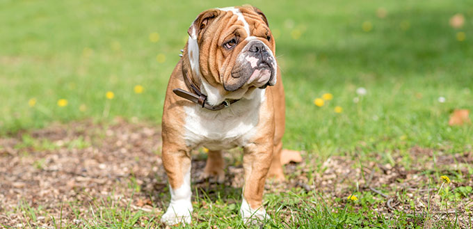 Portrait of beautiful English bulldog outdoor