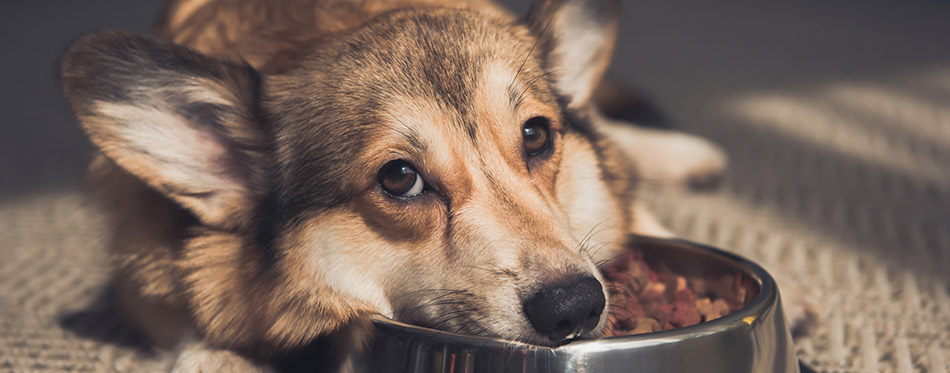 Sad Pembroke Welsh Corgi lying on bowl full of dog food