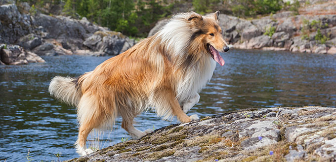Scottish rough collie dog is climbing on granite rocks in Karelia , traveling with owner exploring forests, lakes, rivers on north of Russia in a camping trip