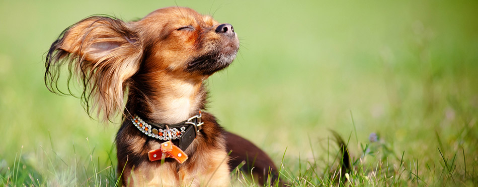 Small dog russian toy enjoying the sun
