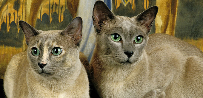 Tonkinese Domestic Cat, Adults laying