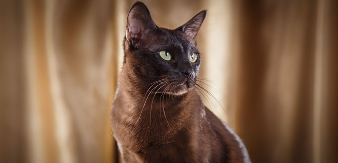 Tonkinese cat