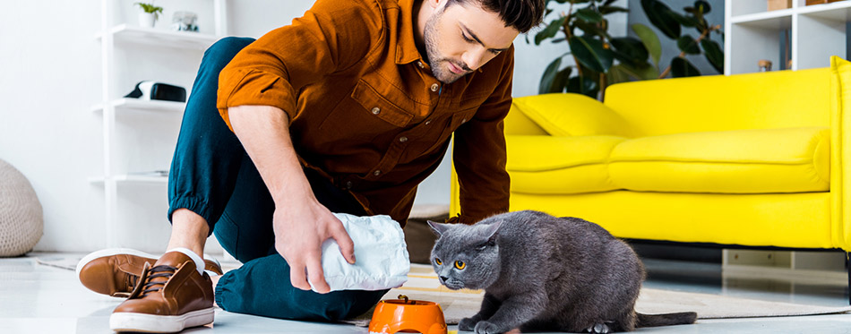 Young man feeding grey british shorthair cat in living room