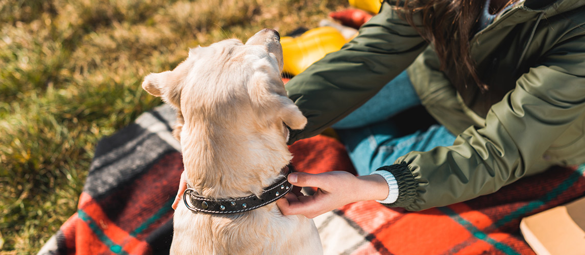 Best-Spiked-Dog-Collars