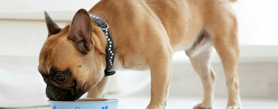 Cute dog eating food