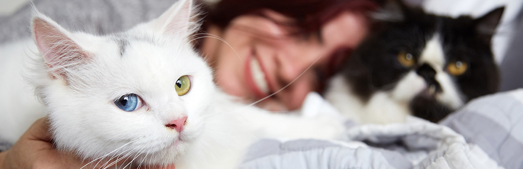 Do Cats Get Jealous? And What To Do About It?