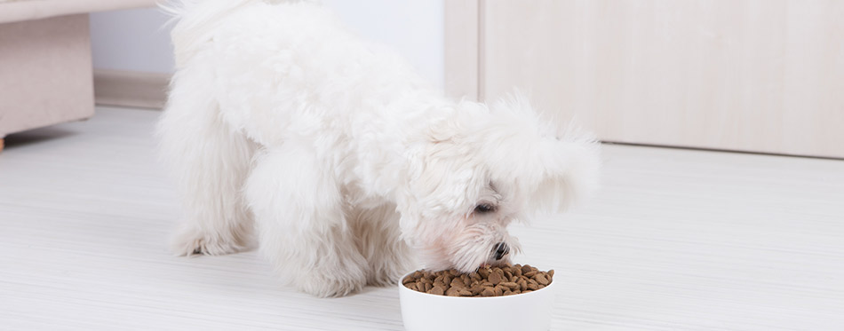 Dog eating dry food