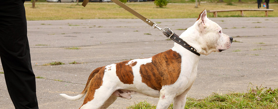 Dog on a leash