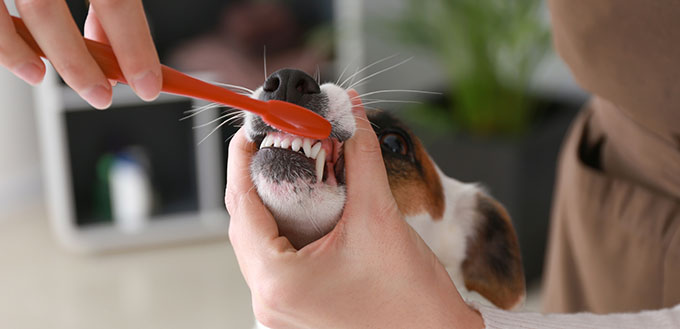 Toiletteuse se brosser les dents du chien dans le salon