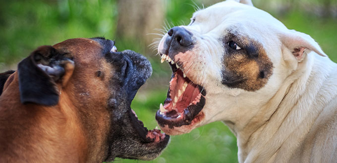 Chiens de combat