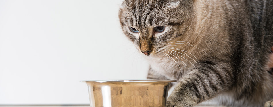 Portrait of a purebred striped cat pet and cat food on a gray ba