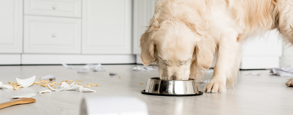 Selective focus of cute golden retriever eating dog food
