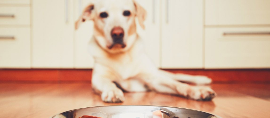 Snuffle-Mat-for-Dog