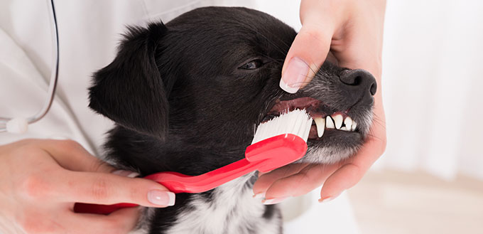 Vétérinaire nettoyage des dents de chien avec une brosse à dents