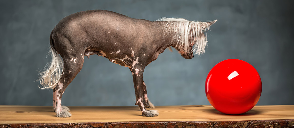 8 Hairless Dog Breeds