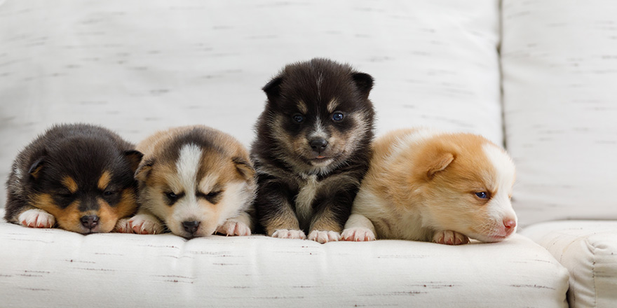 A litter of Pomsky puppies.
