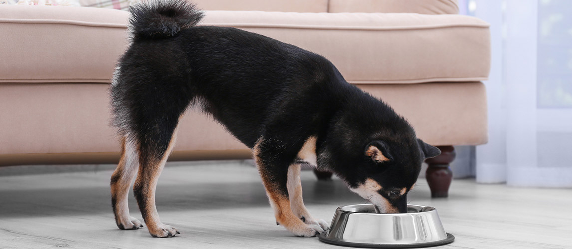 Best-Dog-Food-for-Pregnant-Dogs
