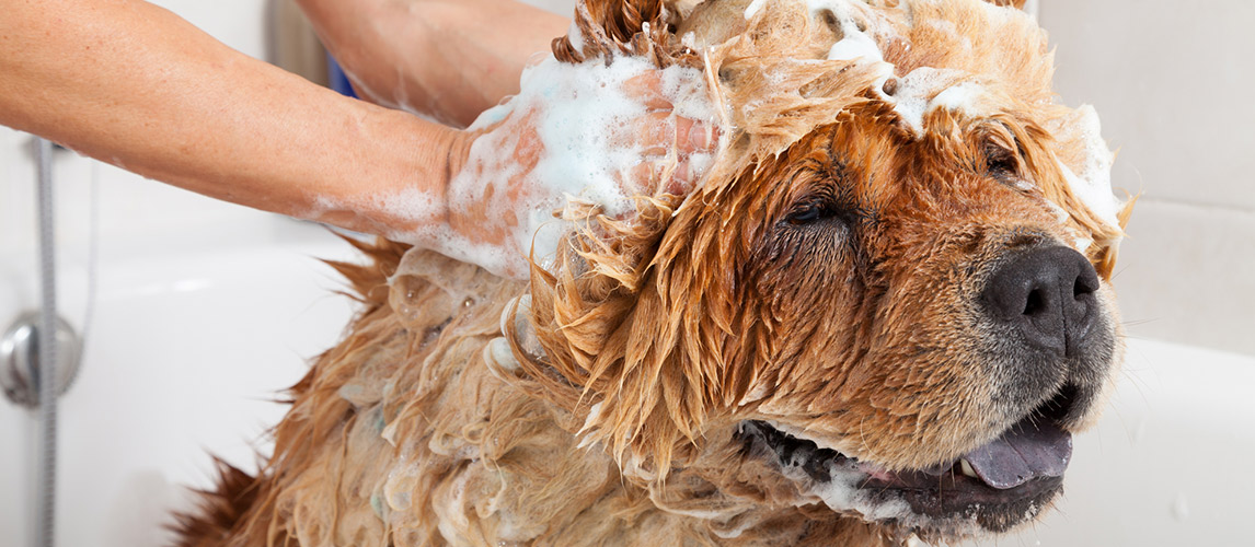 Best-Dog-Shampoo-for-Dandruff