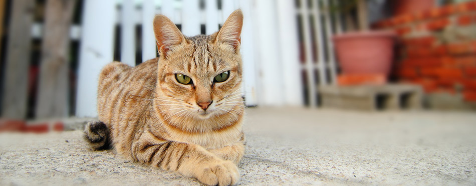 Cat angry look with home