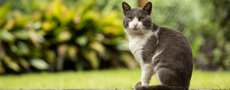 Cat sitting in the park