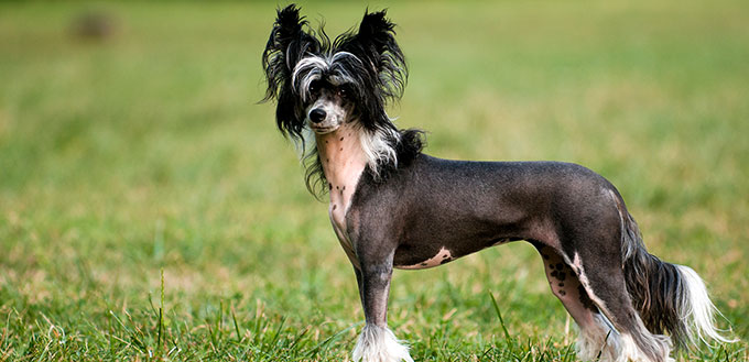 Chinese Crested Dog