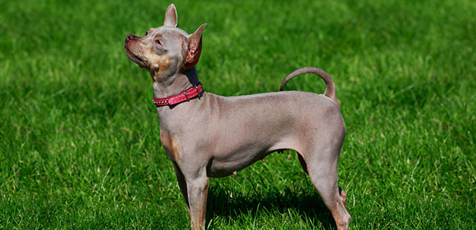 Dog breed American Hairless Terrier on green grass