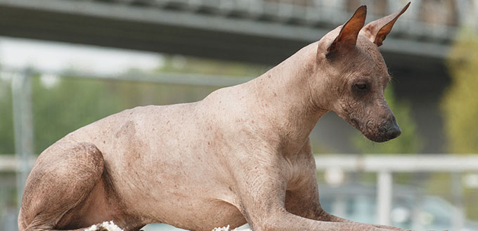 Dog of breed Peruvian Hairless Dog (Peruvian Inca Orchid, Hairle