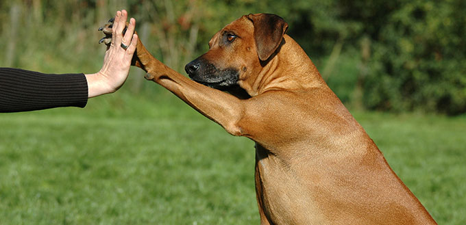 Dog pressing his paw against a woman hand