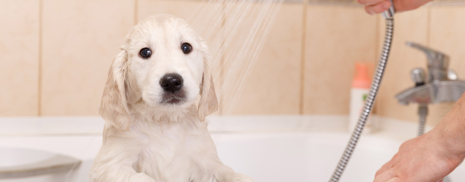 Golden retriever puppy in shower