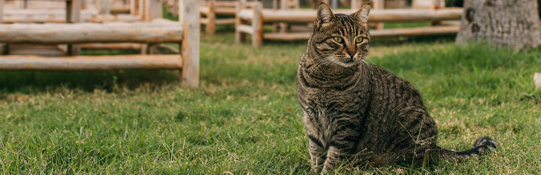 How Much Should Cats Weigh?