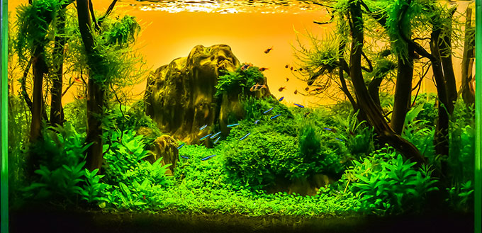 Image du réservoir d'aquarium de style nature paysage