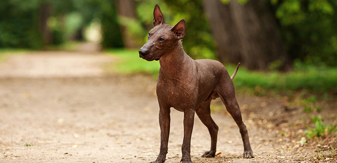 Mexican hairless dog outdoors on summer day