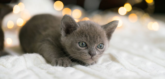 Playful gray burmese kitten is sitting on a white sweater at home