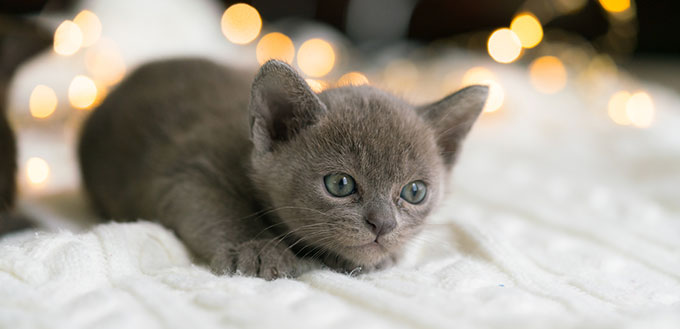 Chaton birman gris ludique est assis sur un pull blanc à la maison