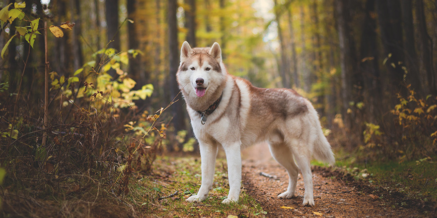 Portrait of gorgeous Siberian Husky dog standing in the bright enchanting fall forest.