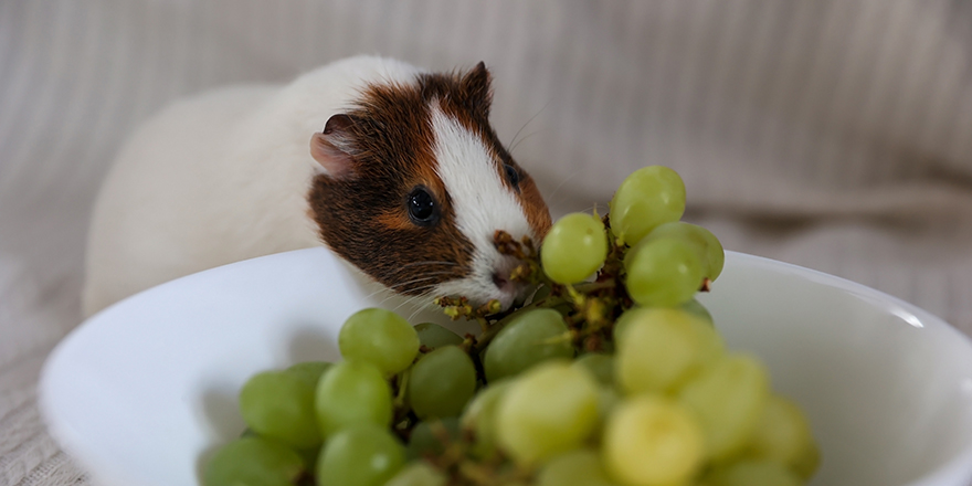 Sea pig eats grapes from plates