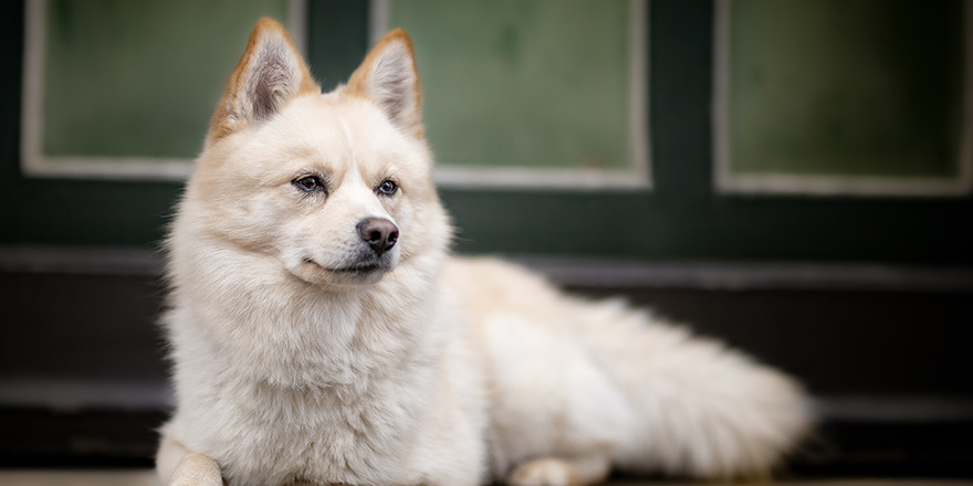 White pomsky infront of green door