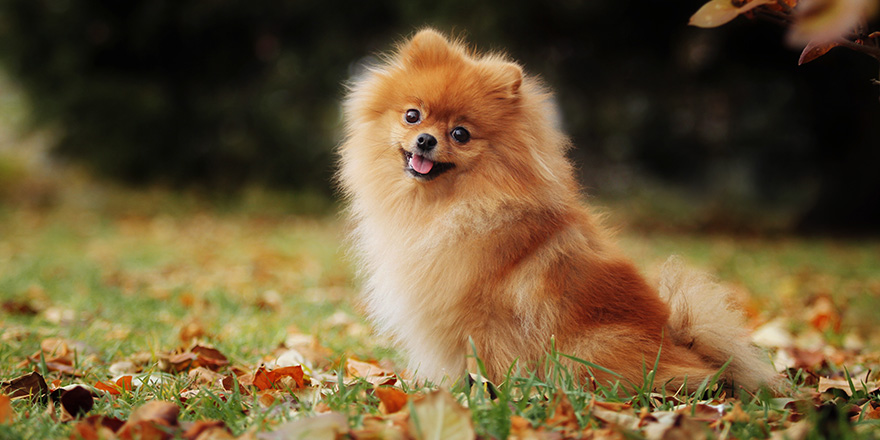 red German spitz sits on the grass in autumn