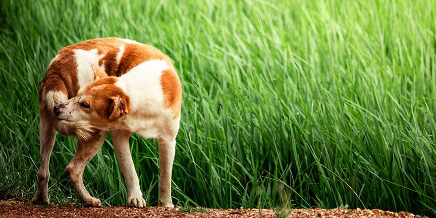 A stray dog is biting its tail beside rice field