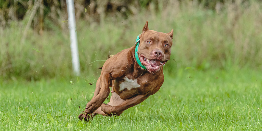 American Pit Bull Terrier running in the field