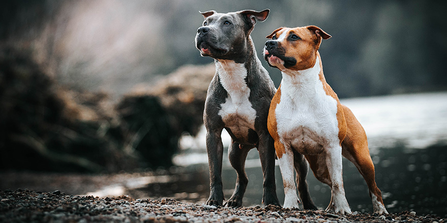 American staffordshire terrier in action. Power of dog.