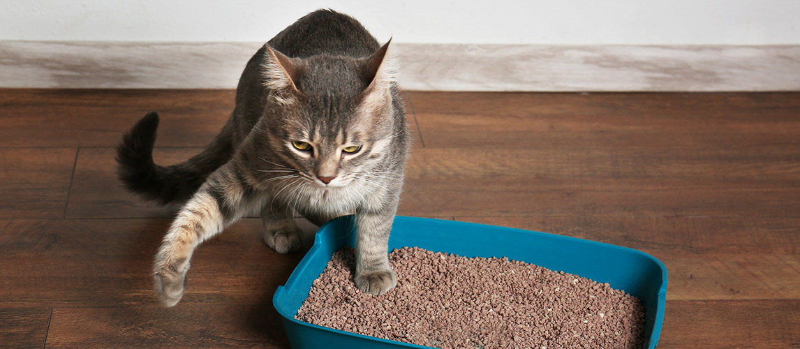 Best-Crystal-Cat-Litter