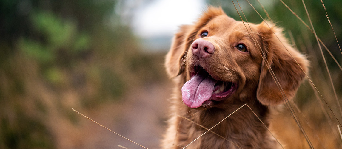 Best-Dog-Detangler-Sprays