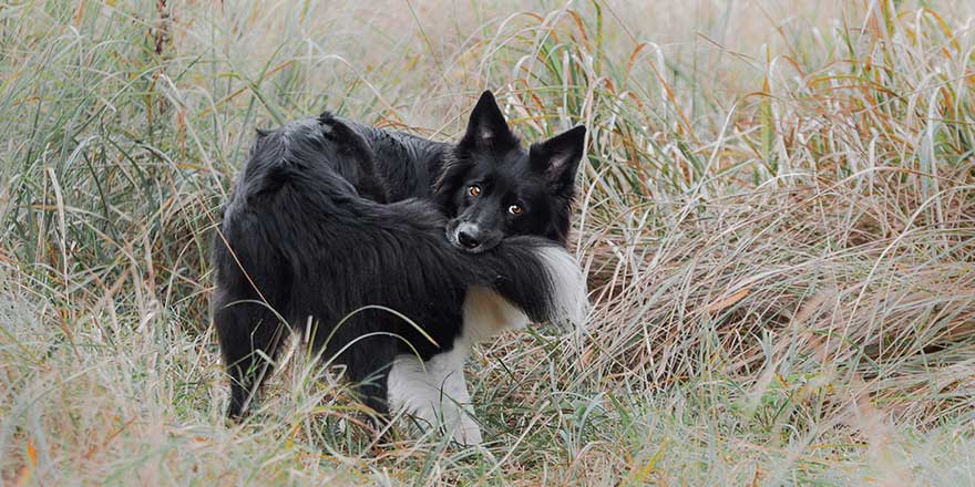 Black and white border collie biting his tail
