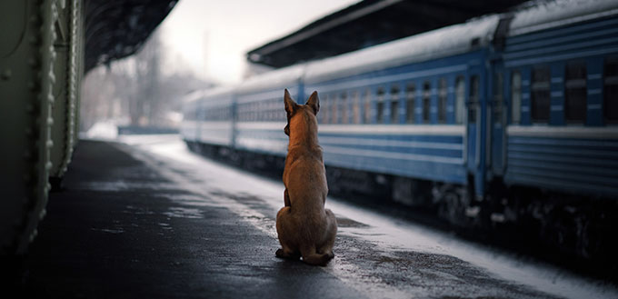 Dog at the train station. Traveling with the pet.